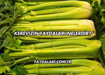 Kerevizin Faydaları Nelerdir?