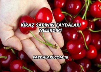 Kiraz Sapının Faydaları Nelerdir?