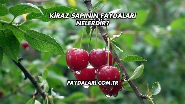 Kiraz Sapının Faydaları Nelerdir?