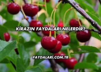 Kirazın Faydaları Nelerdir?