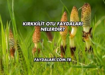 Kırkkilit Otu Faydaları Nelerdir?