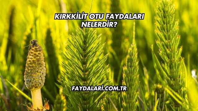 Kırkkilit Otu Faydaları Nelerdir?