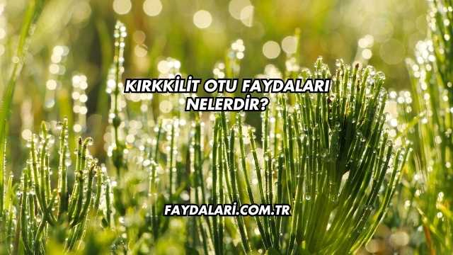 Kırkkilit Otu Faydaları Nelerdir?
