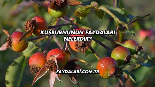 Kuşburnunun Faydaları Nelerdir?