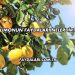 Limonun Faydaları Nelerdir?