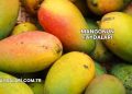 Mangonun Faydaları