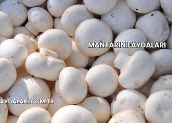 Mantarın Faydaları