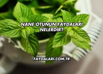 Nane Otunun Faydaları Nelerdir?