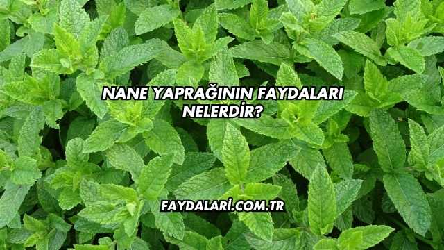 Nane Yaprağının Faydaları Nelerdir?