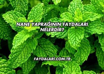 Nane Yaprağının Faydaları Nelerdir?