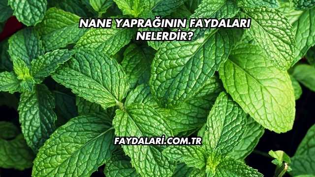 Nane Yaprağının Faydaları Nelerdir?