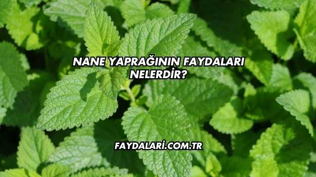 Nane Yaprağının Faydaları Nelerdir?