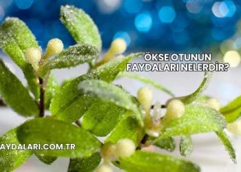 Ökse Otunun Faydaları Nelerdir?