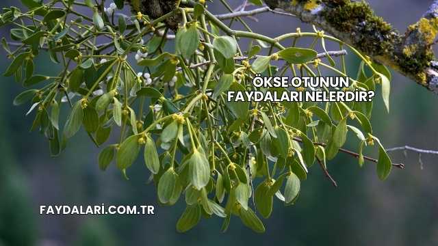 Ökse Otunun Faydaları Nelerdir?