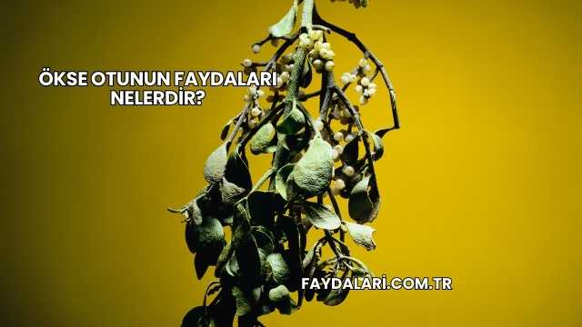 Ökse Otunun Faydaları Nelerdir?
