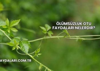 Ölümsüzlük Otu Faydaları Nelerdir?