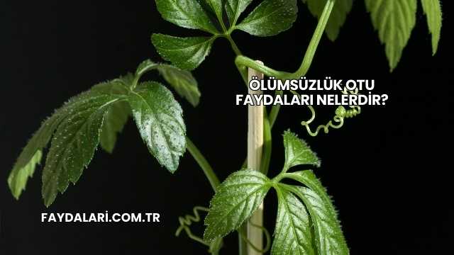 Ölümsüzlük Otu Faydaları Nelerdir?