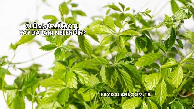 Ölümsüzlük Otu Faydaları Nelerdir?