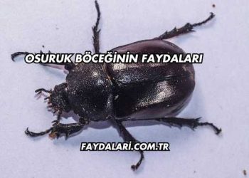 Osuruk Böceğinin Faydaları