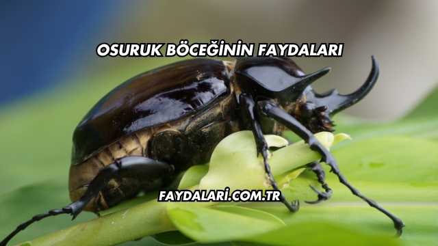 Osuruk Böceğinin Faydaları