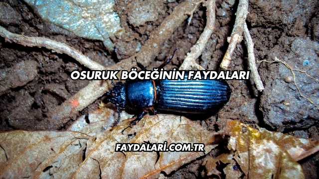 Osuruk Böceğinin Faydaları