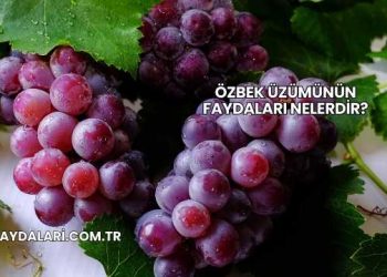 Özbek Üzümünün Faydaları Nelerdir?