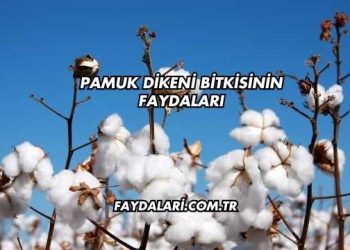 Pamuk Dikeni Bitkisinin Faydaları