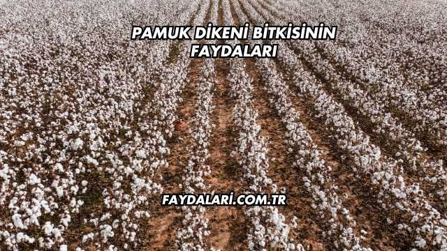 Pamuk Dikeni Bitkisinin Faydaları
