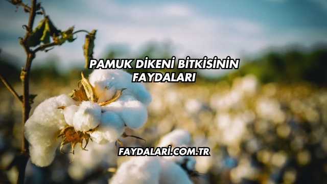 Pamuk Dikeni Bitkisinin Faydaları
