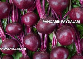 Pancarın Faydaları