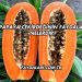 Papaya Çekirdeğinin Faydaları Nelerdir?