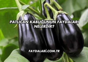 Patlıcan Kabuğunun Faydaları Nelerdir?