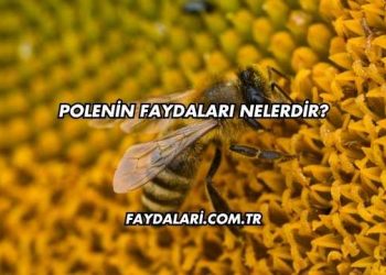 Polenin Faydaları Nelerdir?