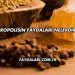 Propolisin Faydaları Nelerdir?