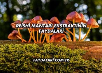 Reishi Mantarı Ekstraktının Faydaları