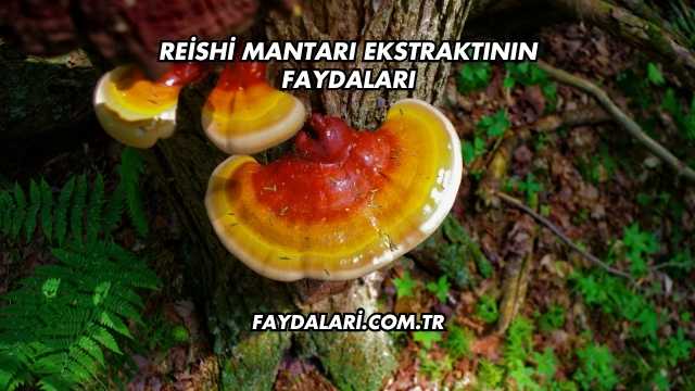 Reishi Mantarı Ekstraktının Faydaları