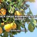 Saça Limon Sürmenin Faydaları Nelerdir?