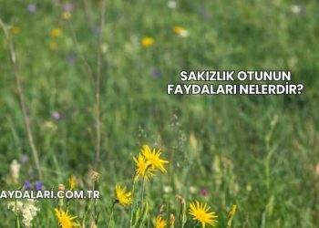 Sakızlık Otunun Faydaları Nelerdir?