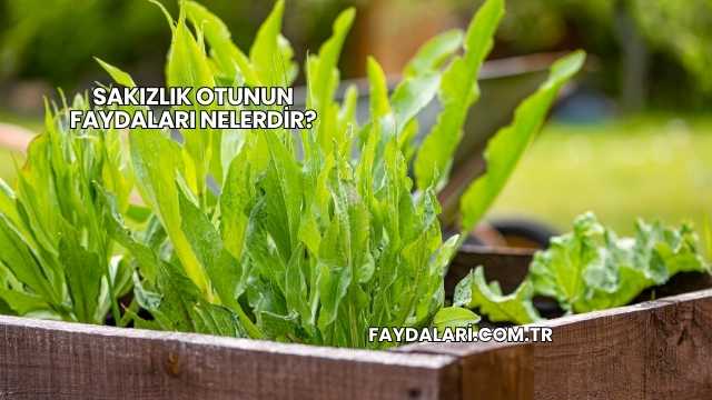 Sakızlık Otunun Faydaları Nelerdir?