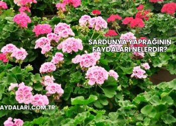 Sardunya Yaprağının Faydaları Nelerdir?