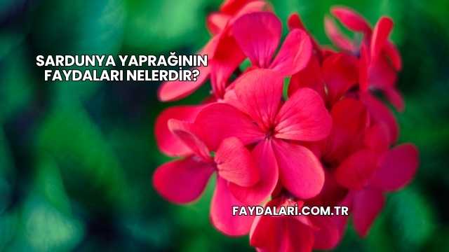 Sardunya Yaprağının Faydaları Nelerdir?