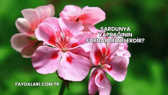 Sardunya Yaprağının Faydaları Nelerdir?