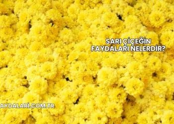 Sarı Çiçeğin Faydaları Nelerdir?