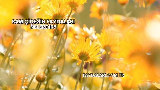 Sarı Çiçeğin Faydaları Nelerdir?