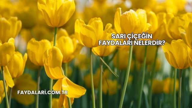 Sarı Çiçeğin Faydaları Nelerdir?