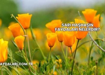 Sarı Haşhaşın Faydaları Nelerdir?