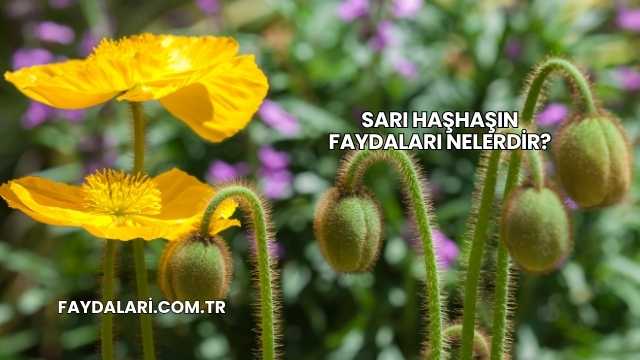 Sarı Haşhaşın Faydaları Nelerdir?