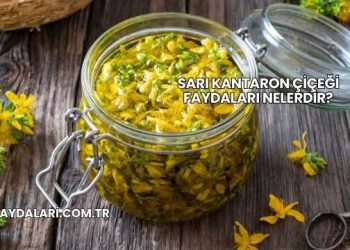 Sarı Kantaron Çiçeği Faydaları Nelerdir?