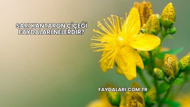 Sarı Kantaron Çiçeği Faydaları Nelerdir?