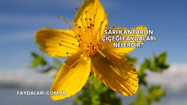 Sarı Kantaron Çiçeği Faydaları Nelerdir?